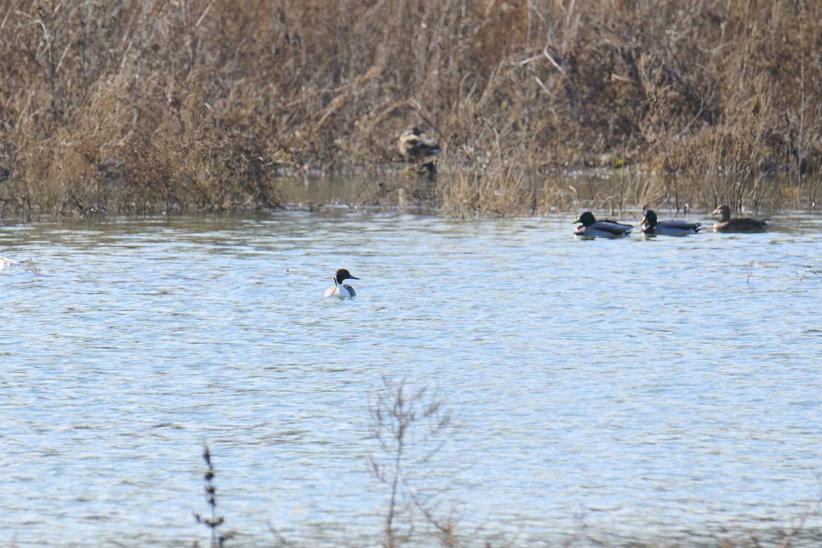 Northern Pintail - ML611061144