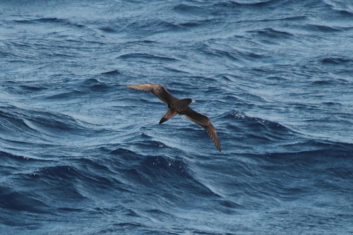 Flesh-footed Shearwater - Adrien Pajot