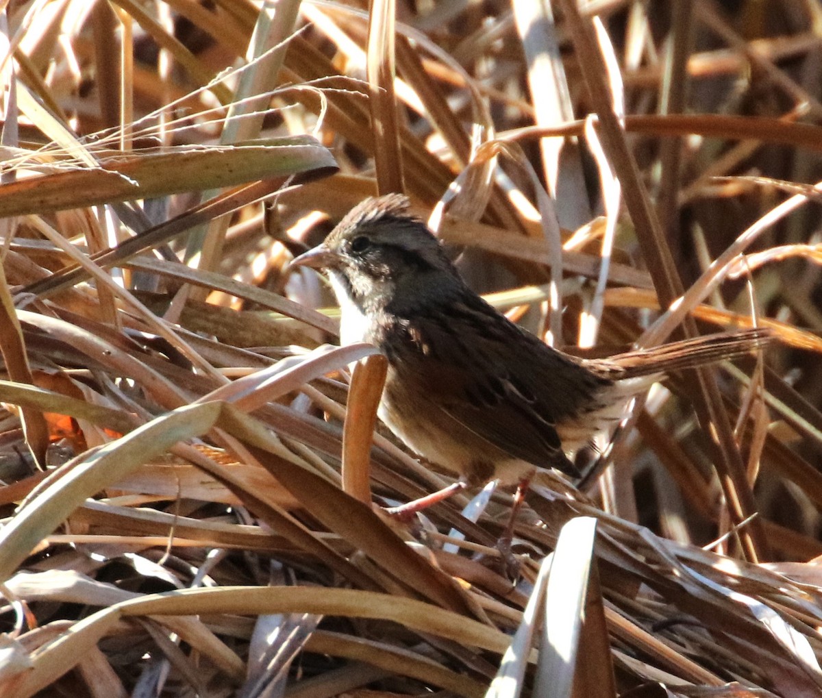 Swamp Sparrow - ML611061255