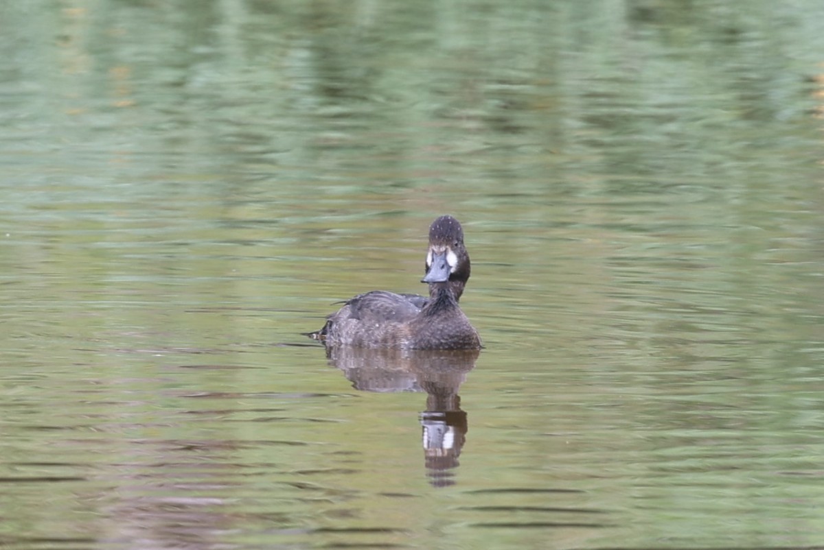 Lesser Scaup - ML611061280