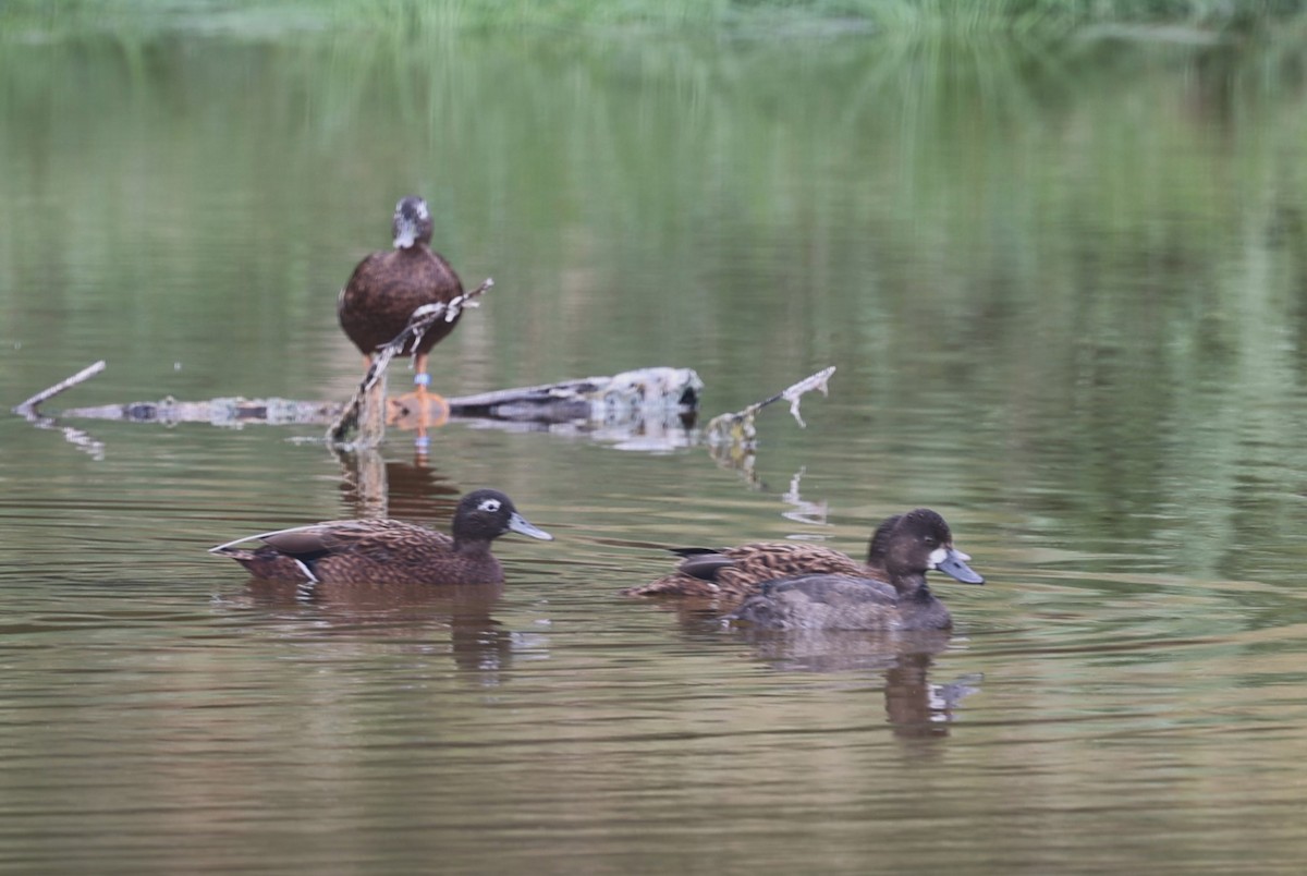 Lesser Scaup - ML611061281