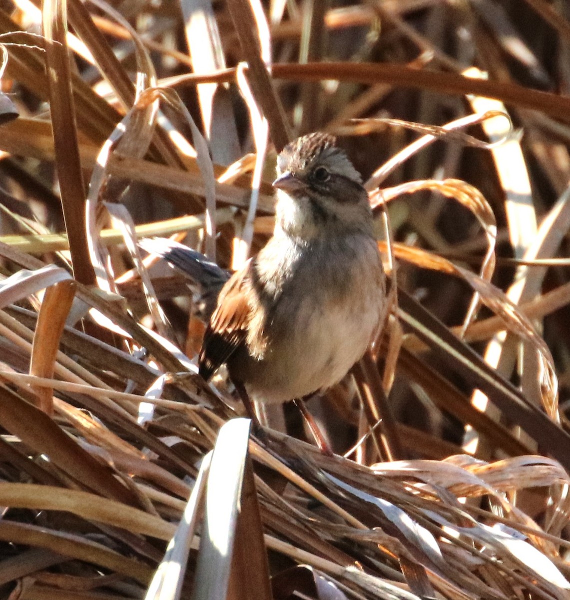 Swamp Sparrow - ML611061322