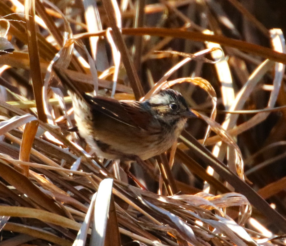 Swamp Sparrow - ML611061323