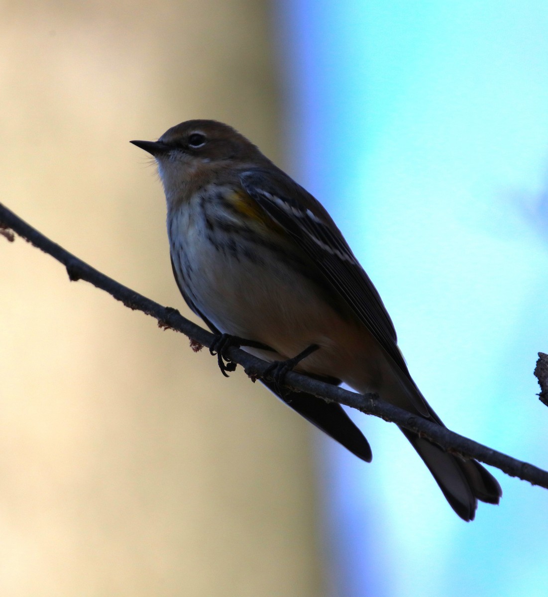 Yellow-rumped Warbler - ML611061393