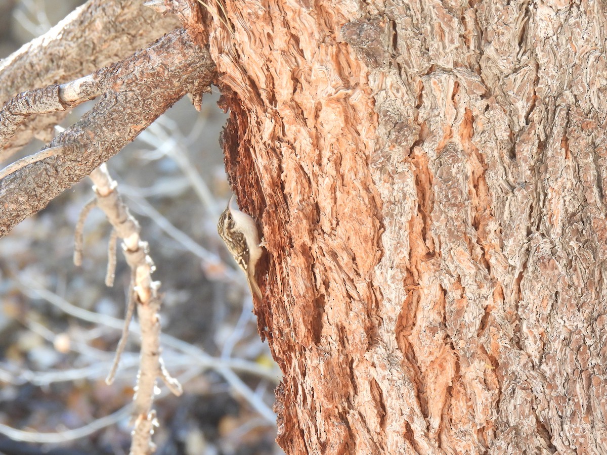 Brown Creeper - Steven Hromada