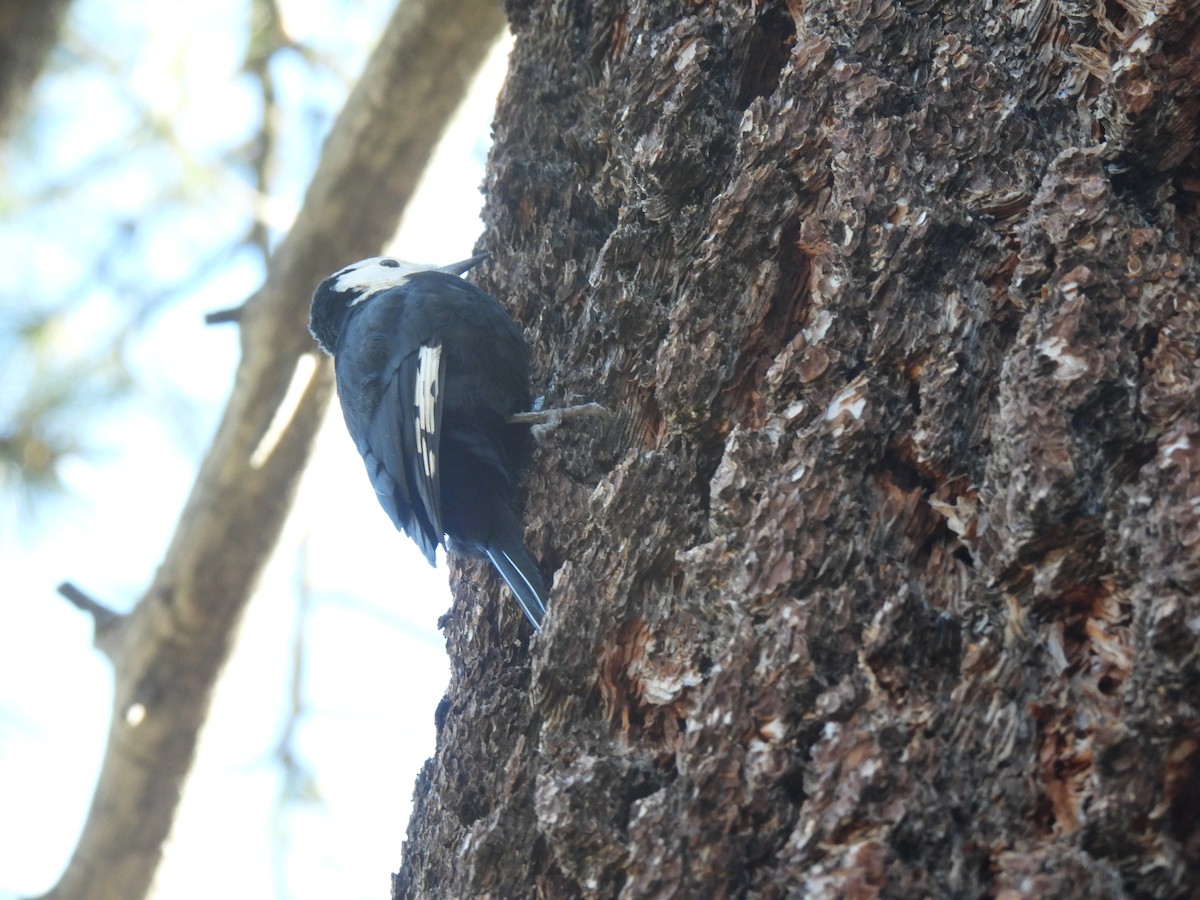 White-headed Woodpecker - Steven Hromada