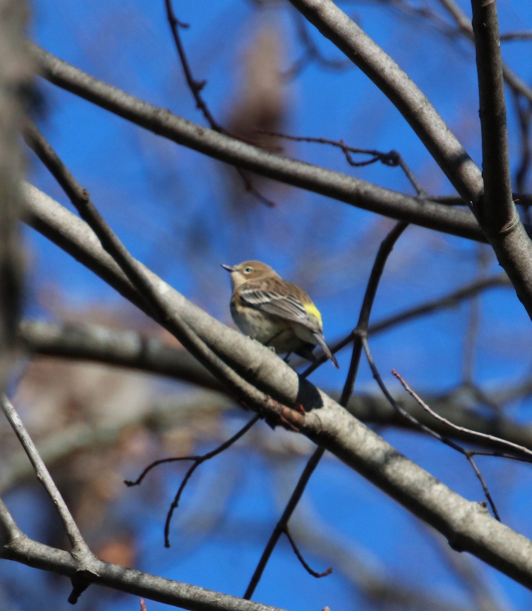 Yellow-rumped Warbler - ML611061460