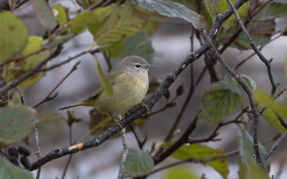 Orange-crowned Warbler - Bruce Mactavish