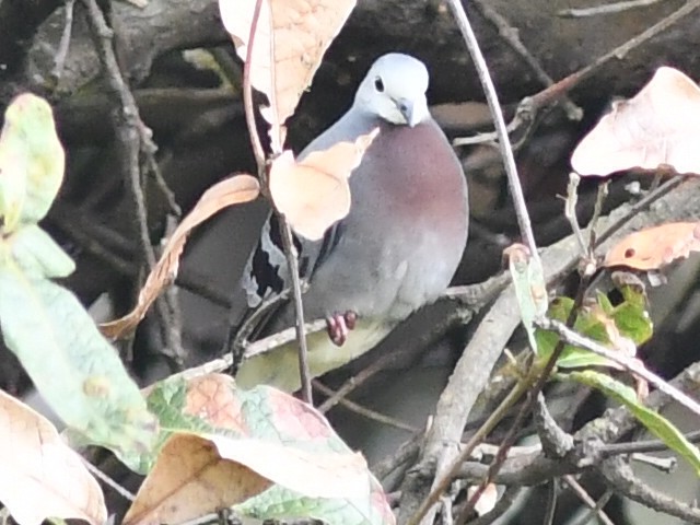 Maroon-chested Ground Dove - ML611061562