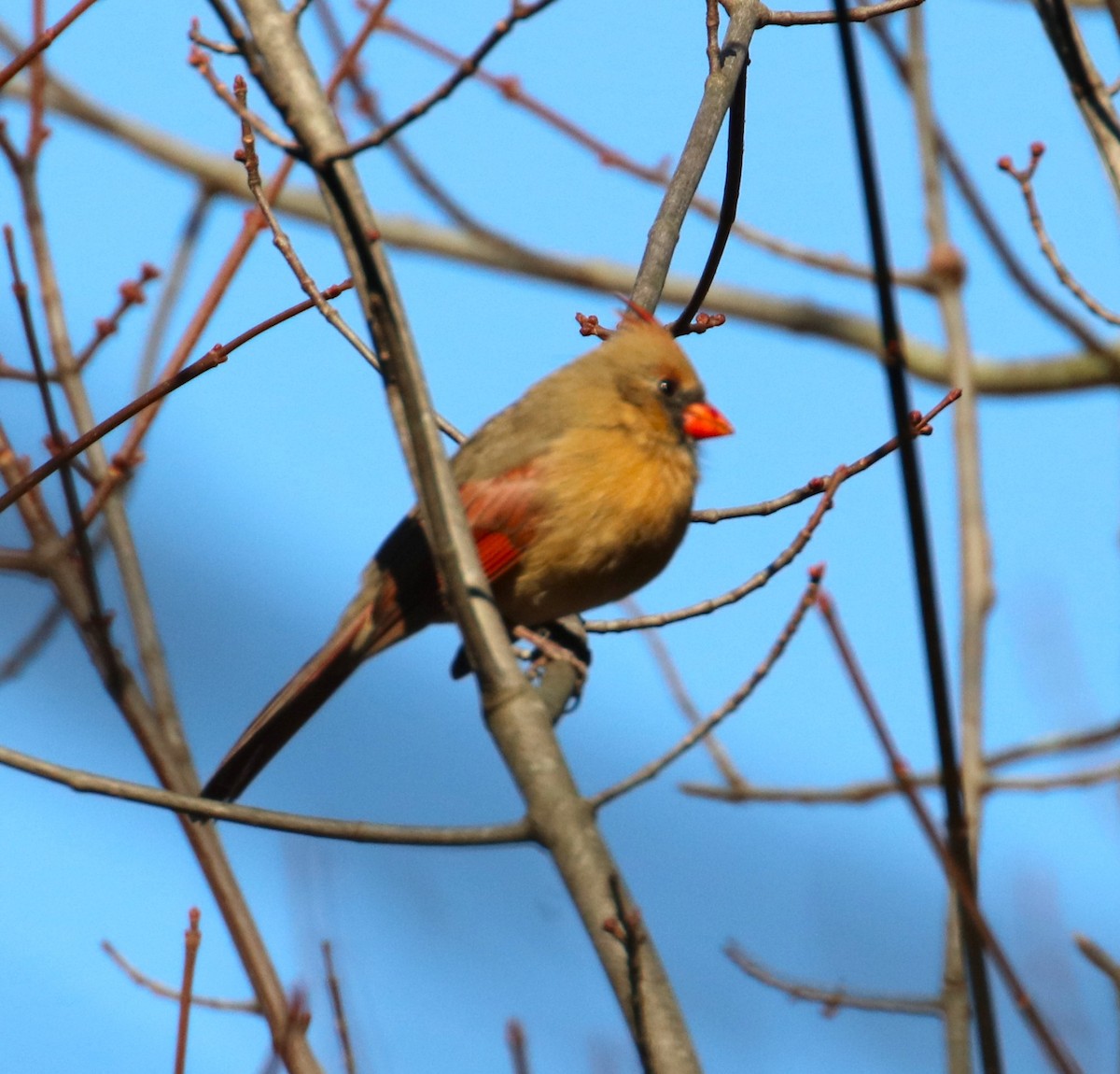 Northern Cardinal - ML611061581