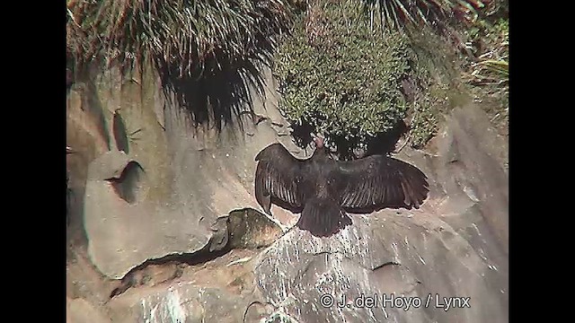 Turkey Vulture (South Temperate) - ML611061599