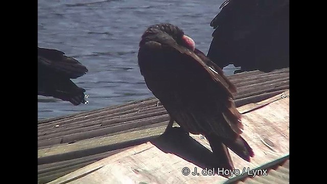 Turkey Vulture (South Temperate) - ML611061602