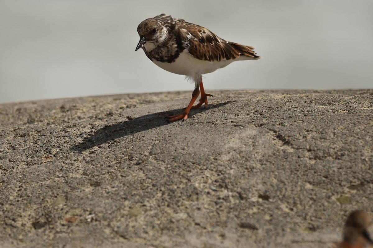 Ruddy Turnstone - ML611061631