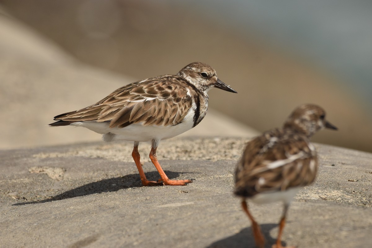 Ruddy Turnstone - ML611061632