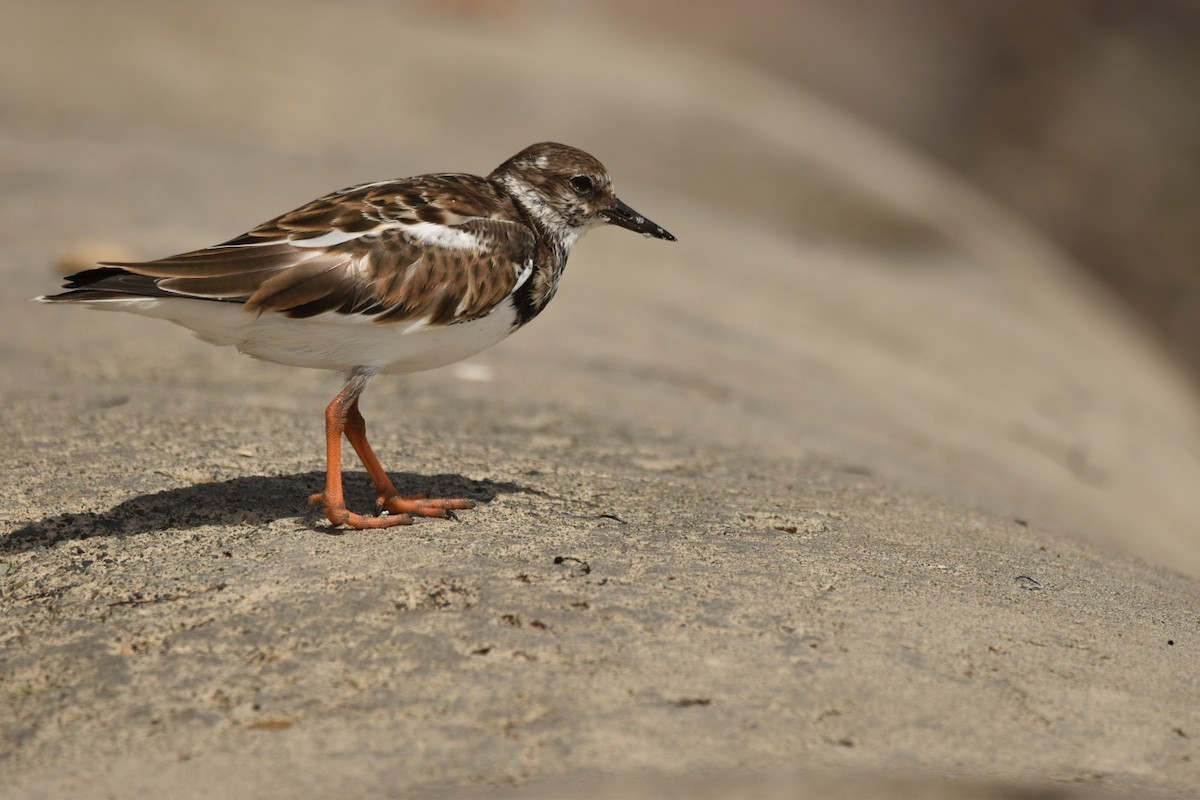 Ruddy Turnstone - ML611061633