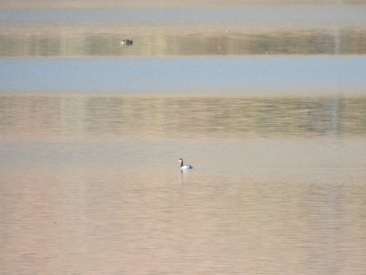 Horned Grebe - ML611061654