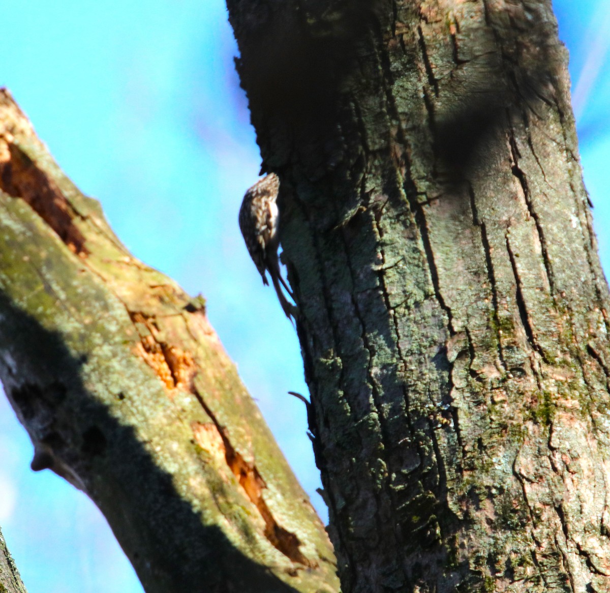 Brown Creeper - ML611061655