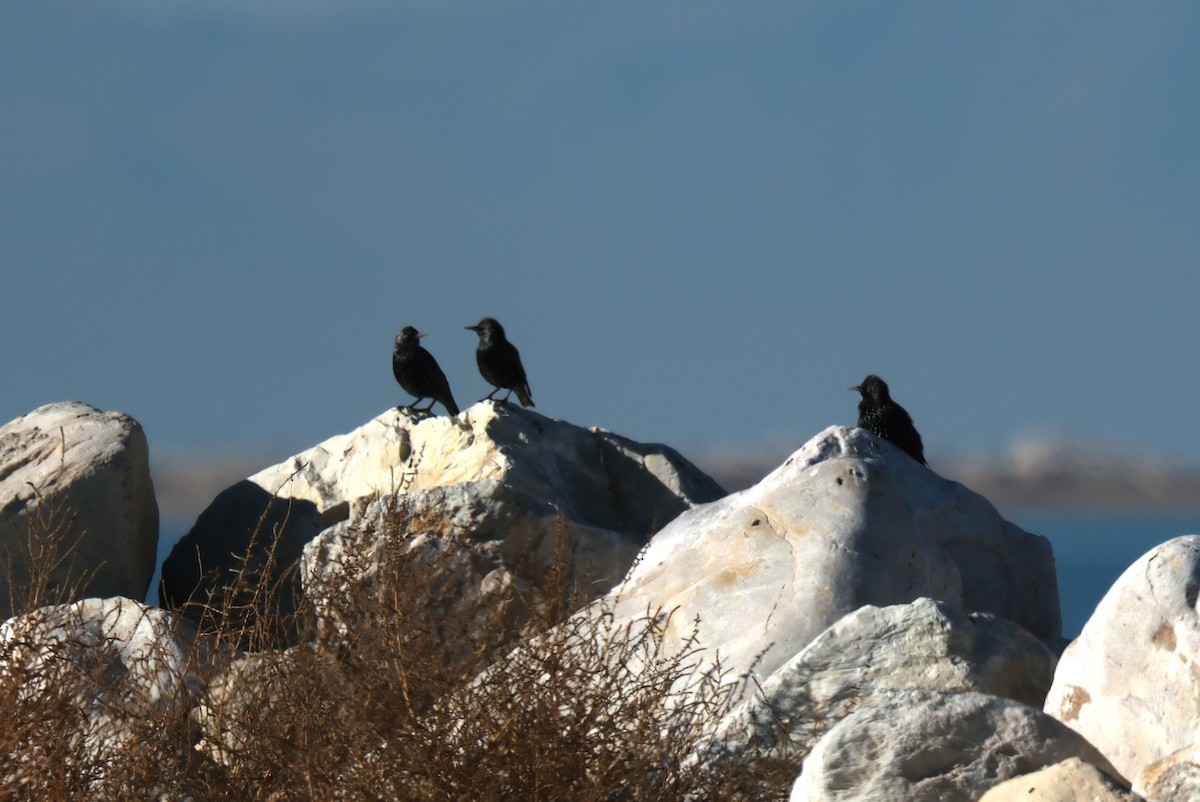 European Starling - ML611061672