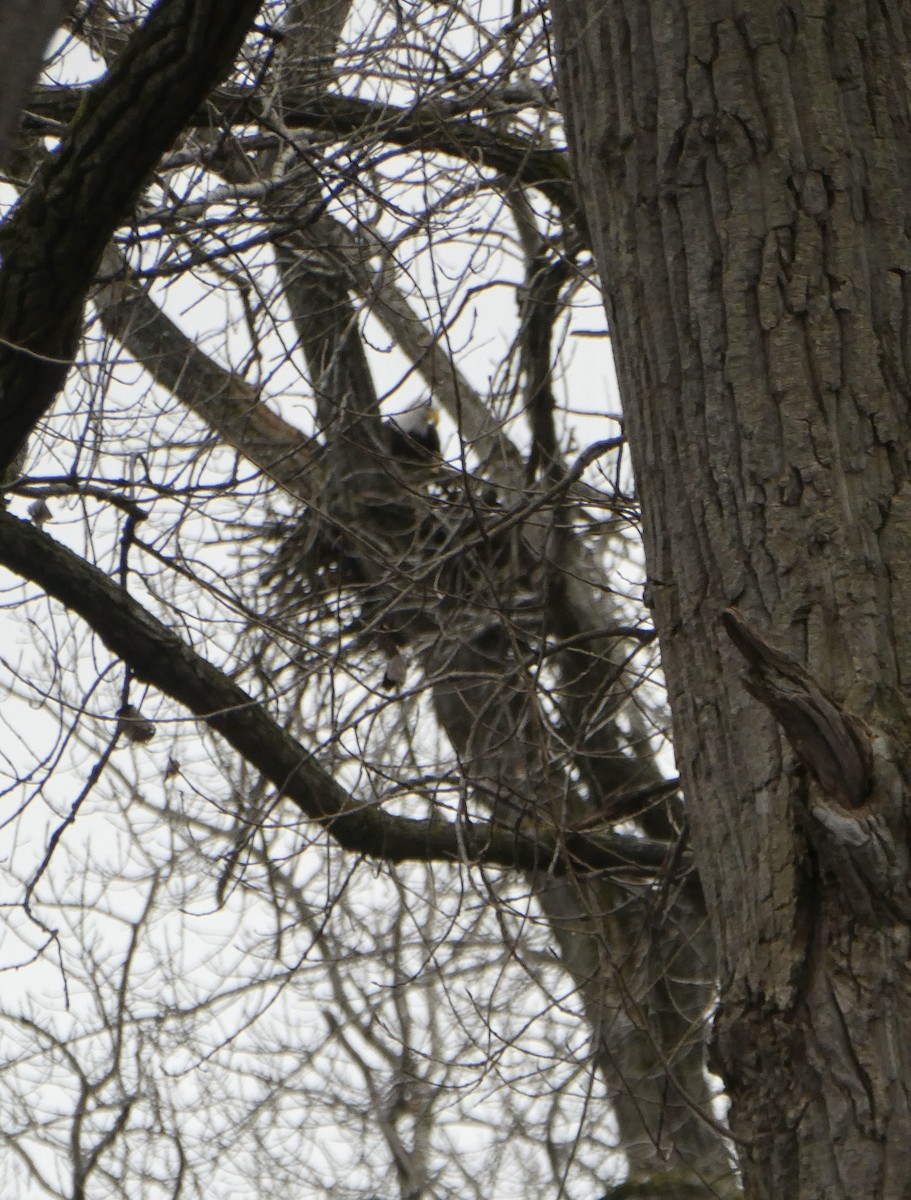 Bald Eagle - ML611061694