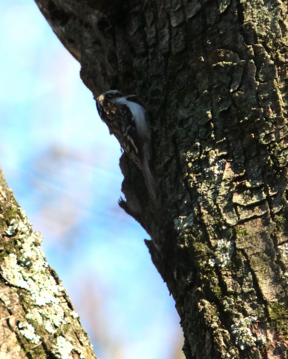 Brown Creeper - ML611061695