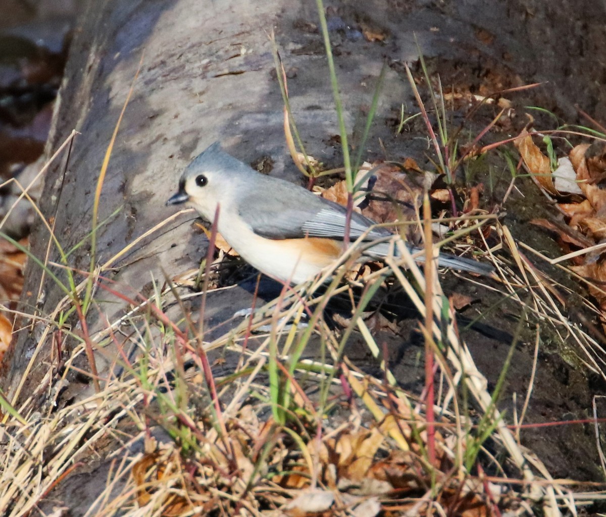 Tufted Titmouse - ML611061750