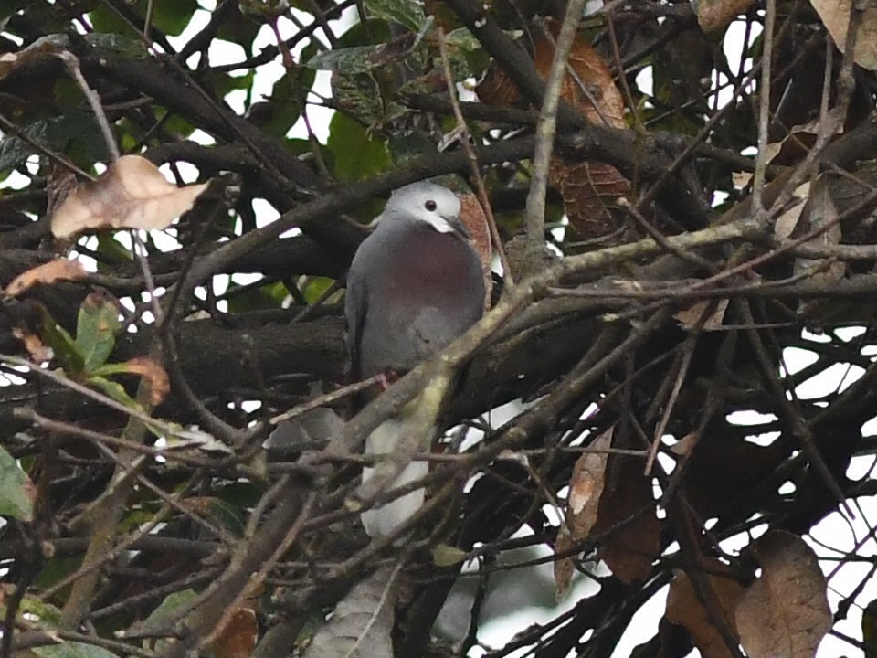 Maroon-chested Ground Dove - ML611061757