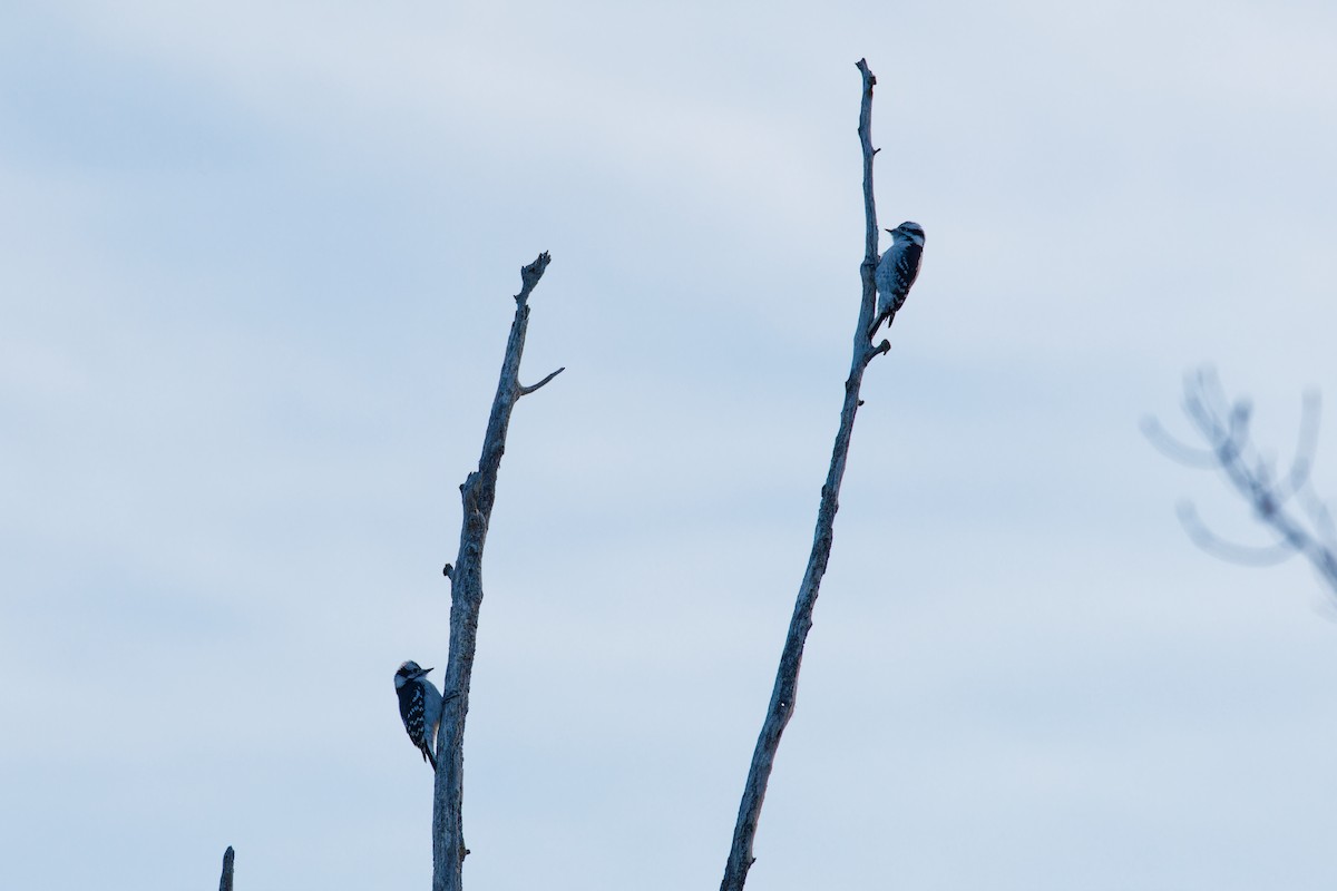 Downy Woodpecker - ML611061781