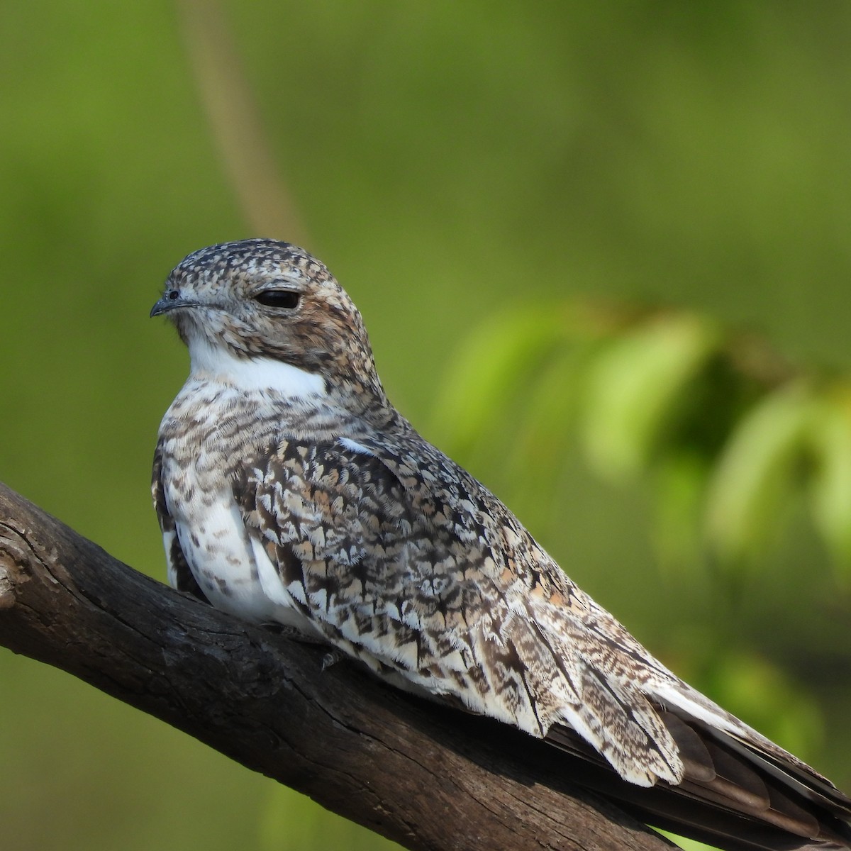 Sand-colored Nighthawk - Gabriel Utria - Quetzal Birdwatch