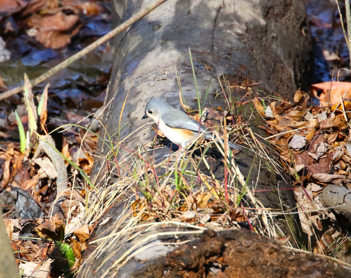 Tufted Titmouse - ML611061794