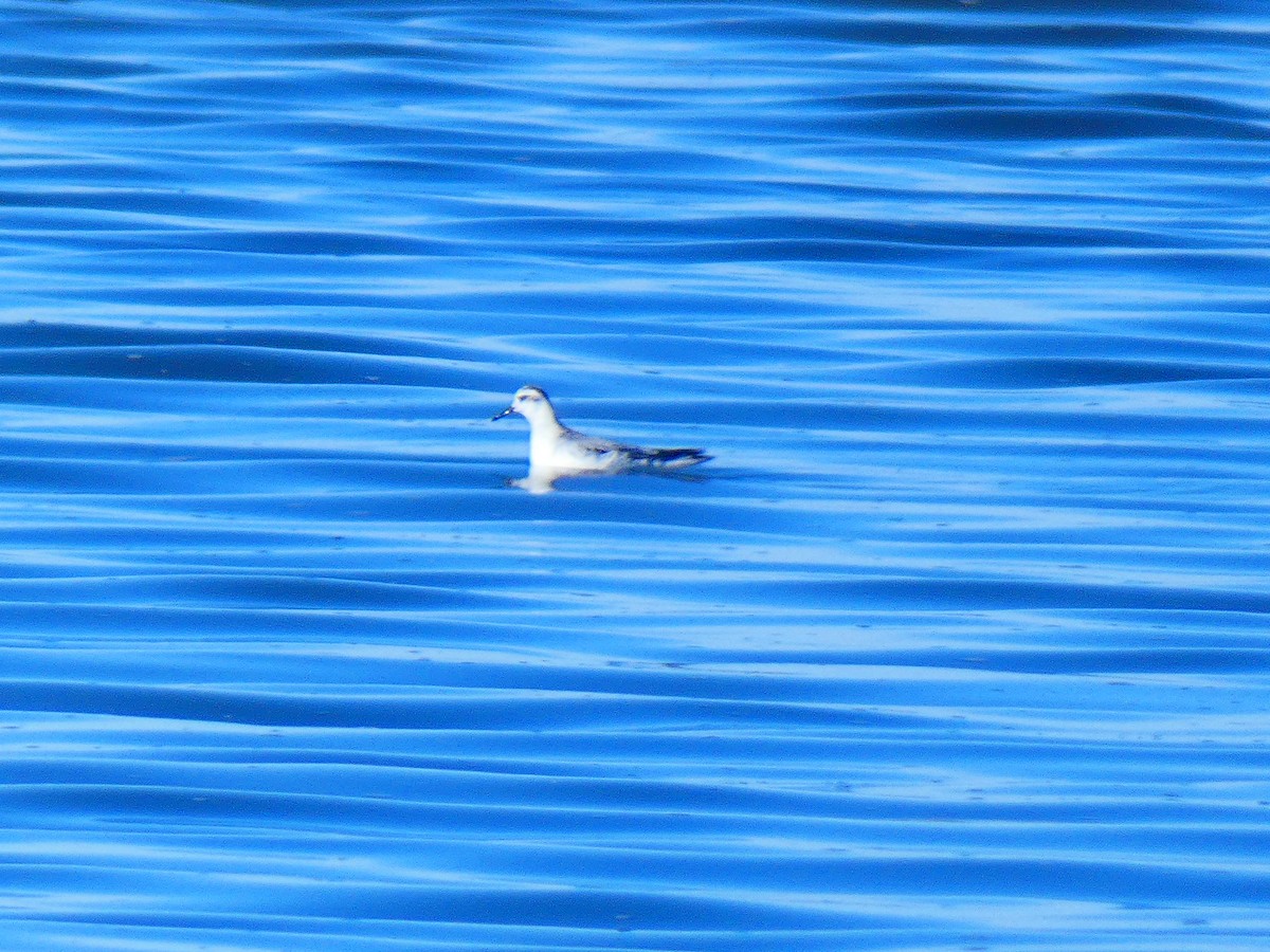 Phalarope à bec large - ML611061817