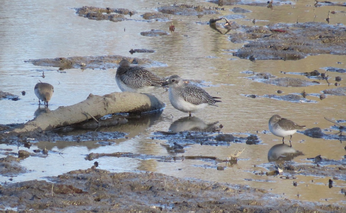 Black-bellied Plover - ML611061846