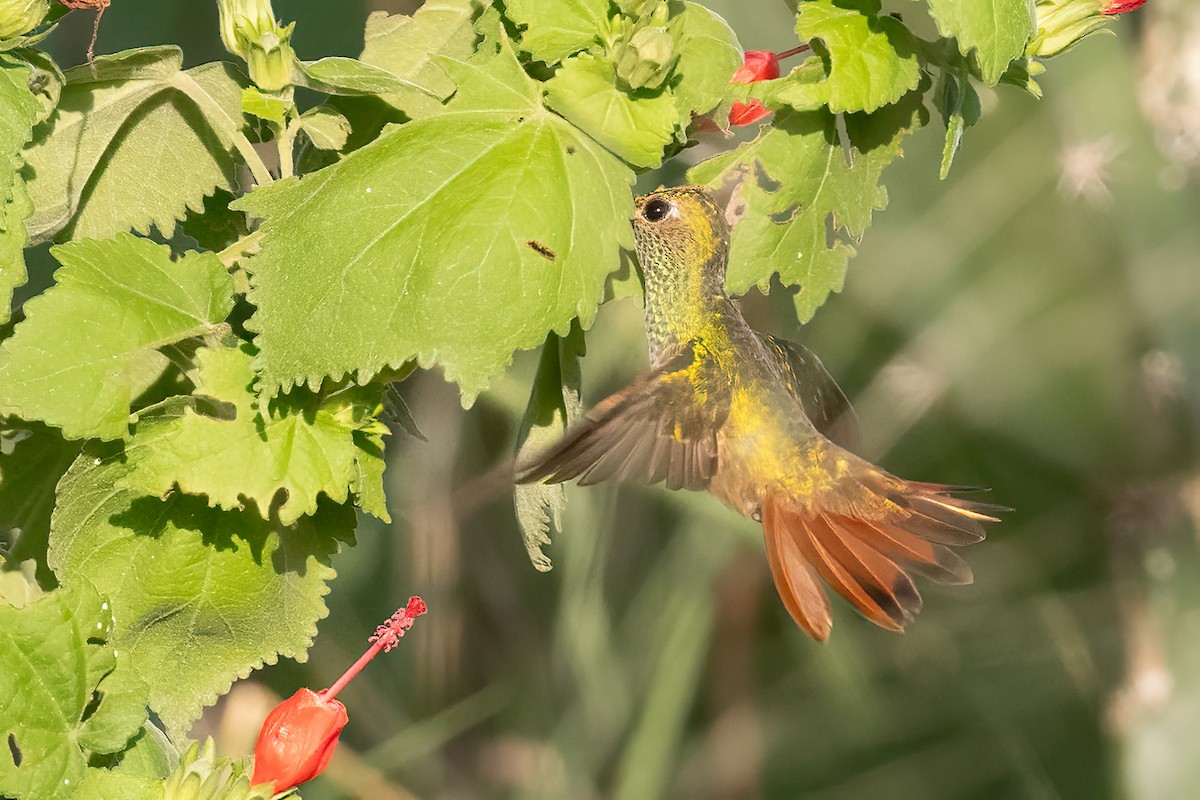 Buff-bellied Hummingbird - ML611061940