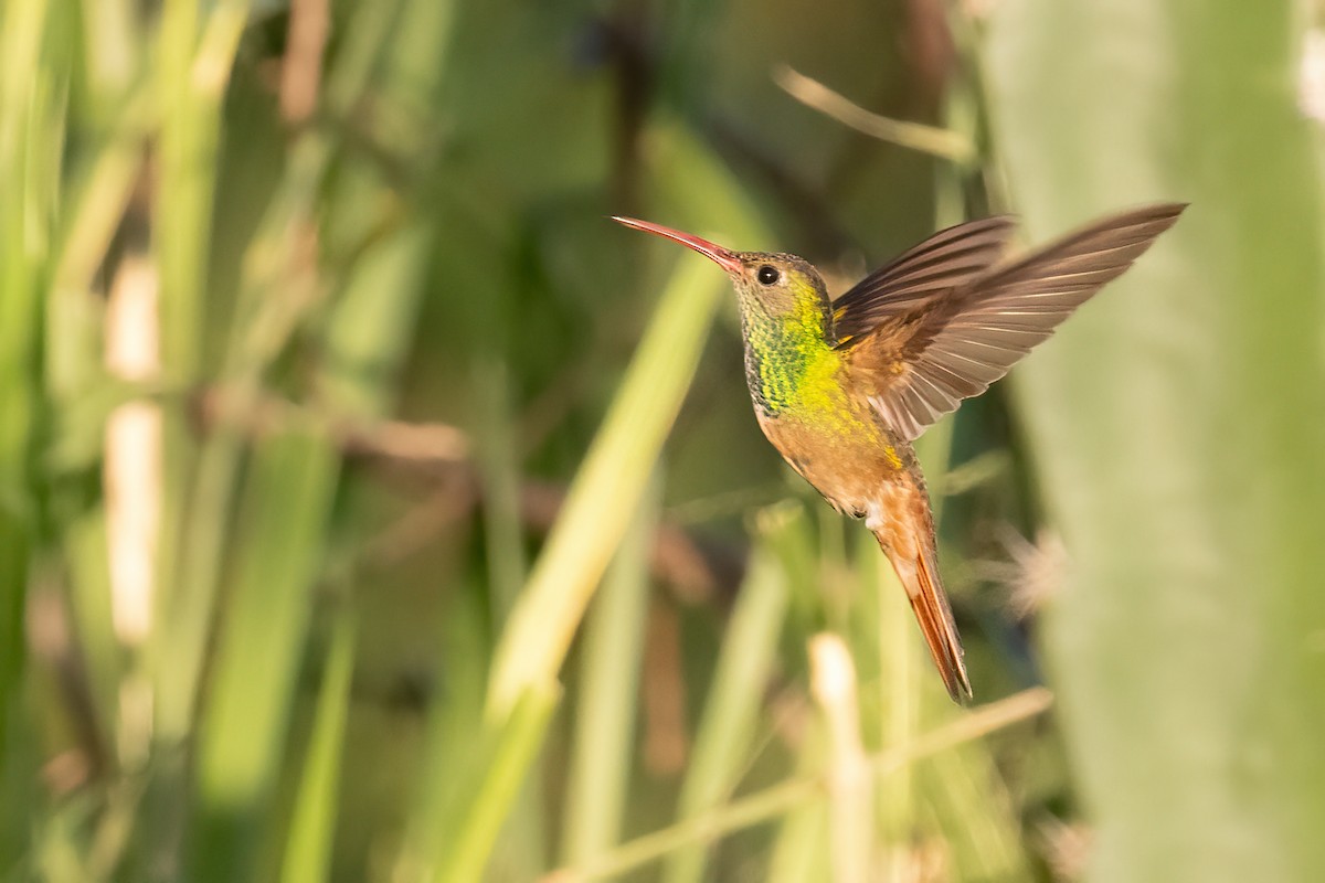 kolibřík yukatanský - ML611061943