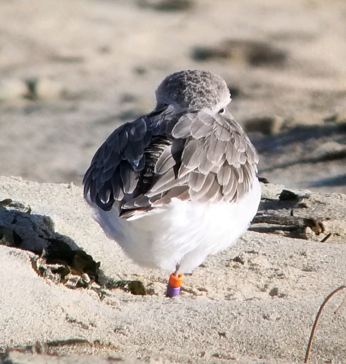 Snowy Plover - ML611061951