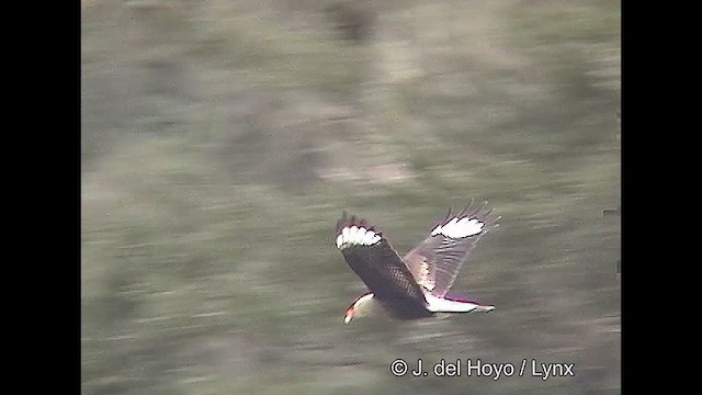 Crested Caracara (Southern) - ML611062043