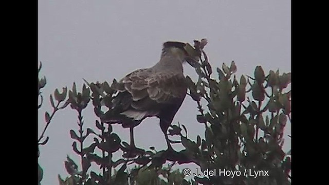 Caracara huppé (plancus) - ML611062044