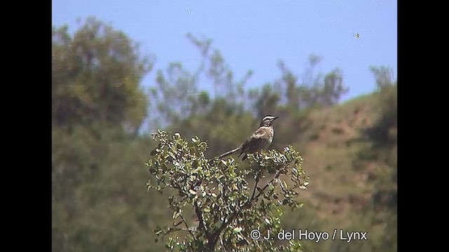 Chilean Mockingbird - ML611062169