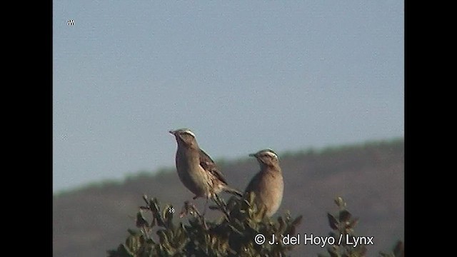 Chilean Mockingbird - ML611062170