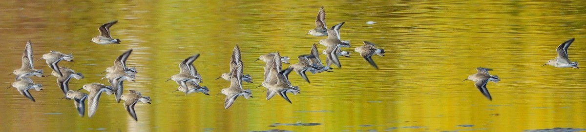 White-rumped Sandpiper - ML611062176