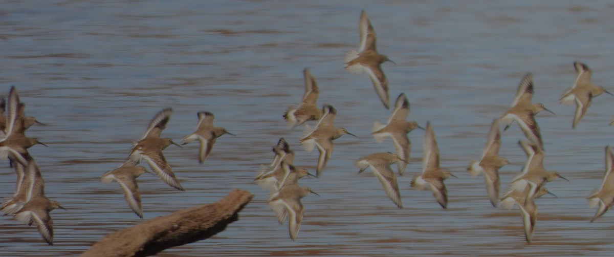 White-rumped Sandpiper - ML611062177