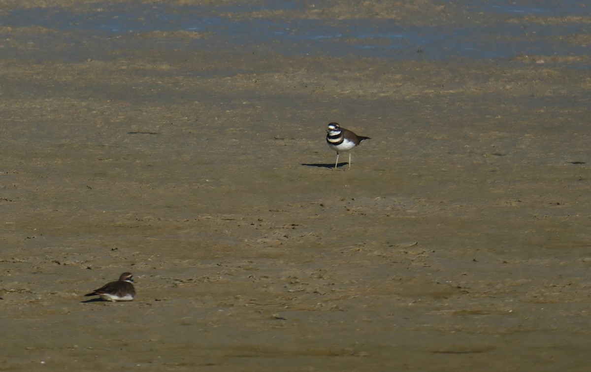 Killdeer - ML611062198