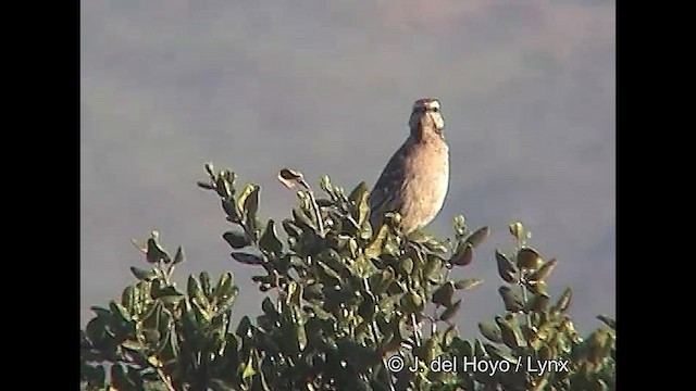 Chilean Mockingbird - ML611062237