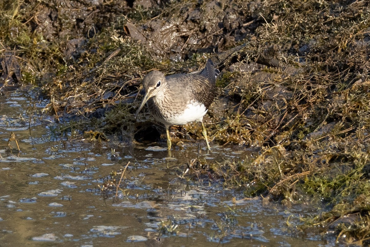 Common Sandpiper - ML611062243