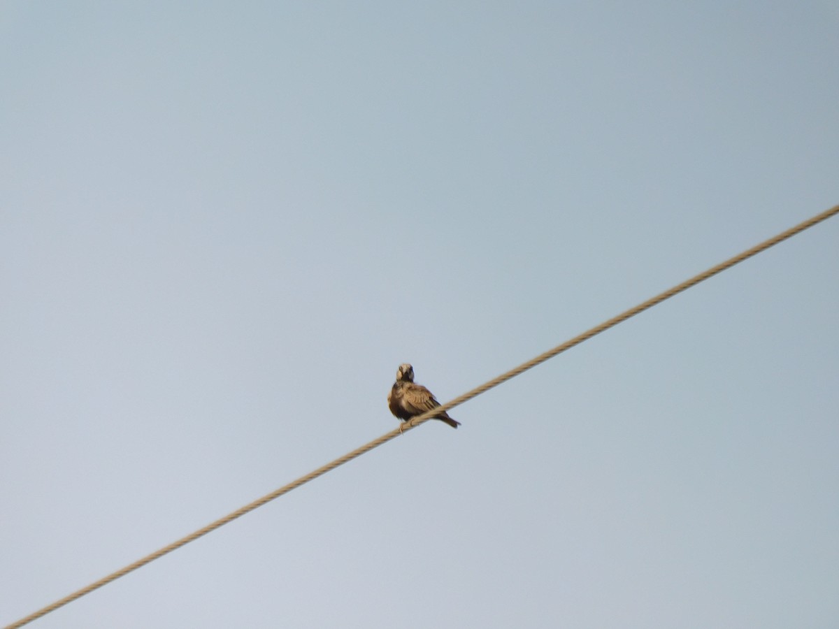 Ashy-crowned Sparrow-Lark - ML611062268