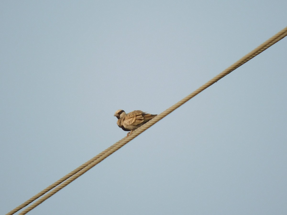Ashy-crowned Sparrow-Lark - ML611062269