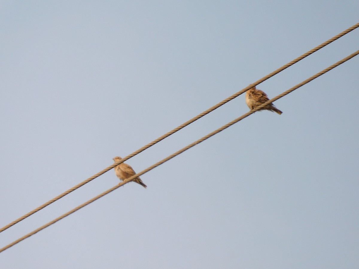 Ashy-crowned Sparrow-Lark - ML611062270