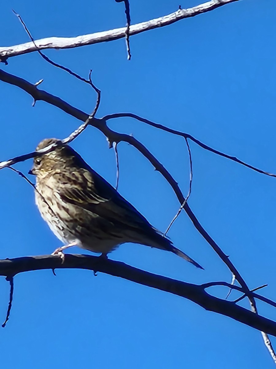 Cassin's Finch - ML611062293