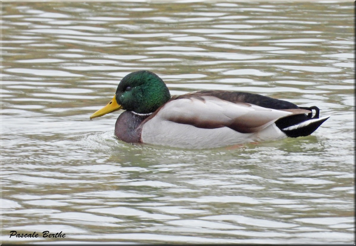 Mallard - Pascale Berthe