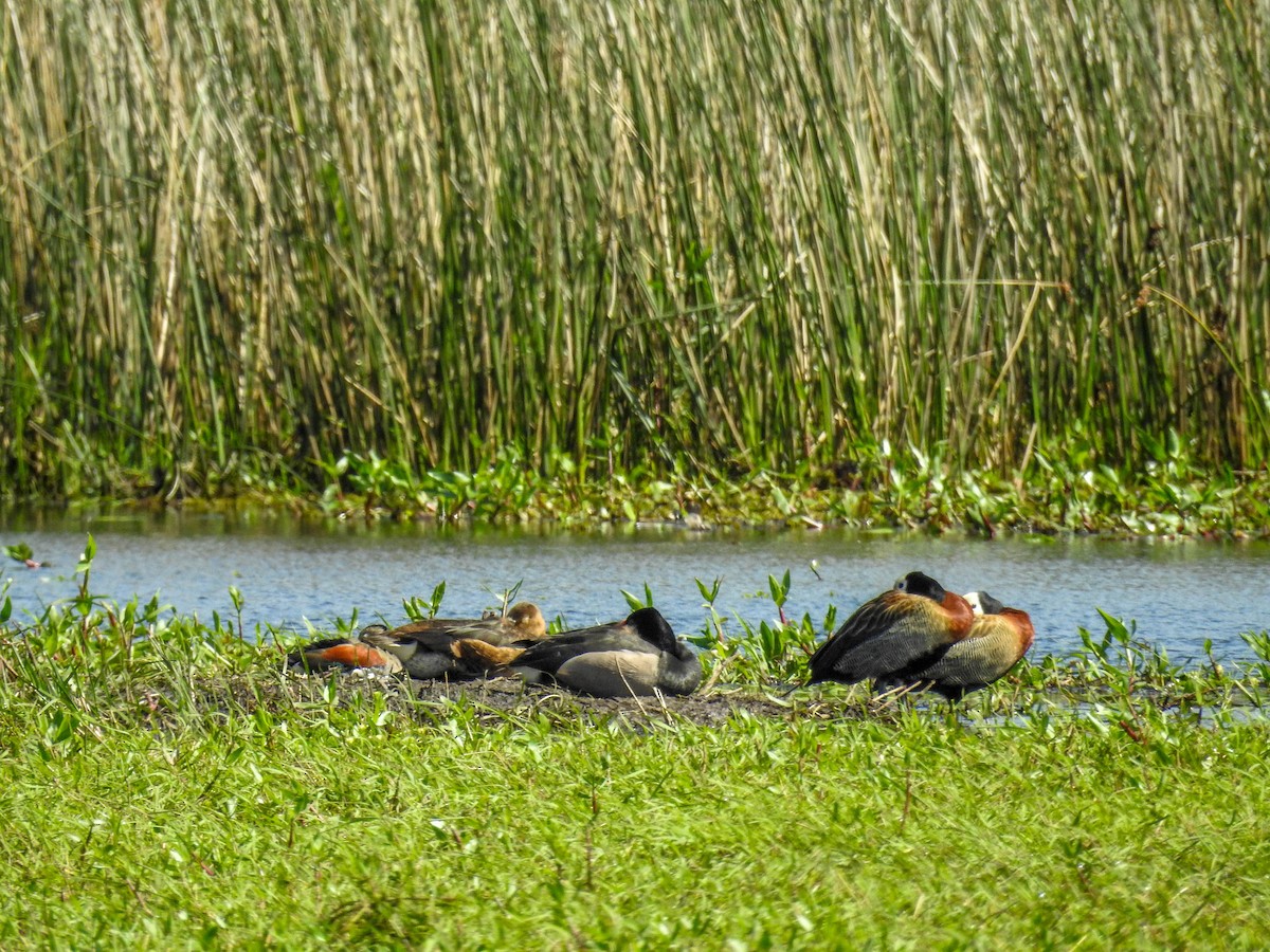 White-faced Whistling-Duck - ML611062335