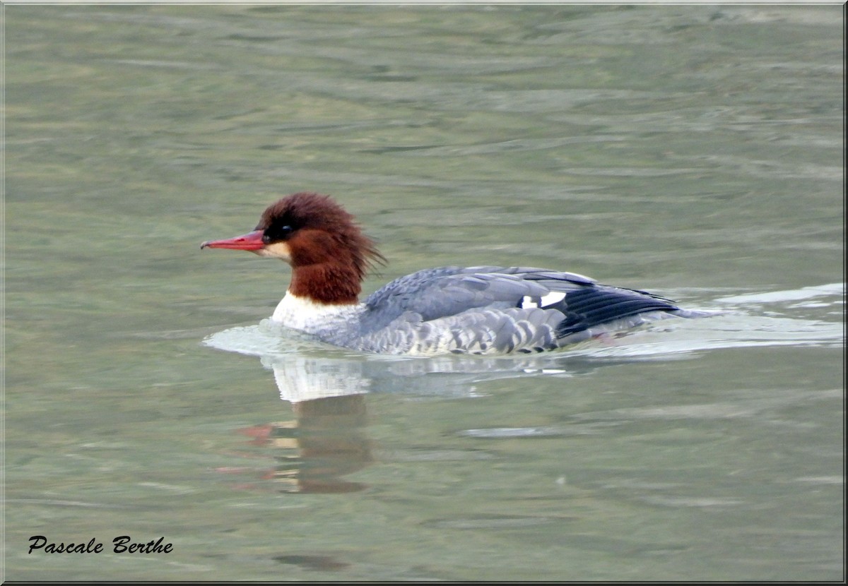 Common Merganser - ML611062348